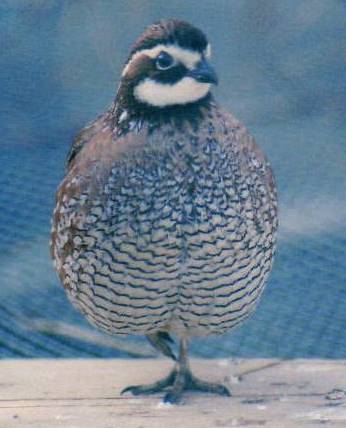 The Cumberland County 4-H Program, in conjunction with the New Jersey Quail Project, will be sponsoring a Bob-White Quail program on Thursday, March 11 at 7 PM at the 4-H Center, located at 291 Morton Avenue in Rosenhayn.