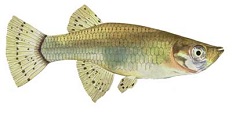 Mosquitofish, or Gambusia affinis, are used to control Mosquito Larvae. They eat hundreds of larvae every day.